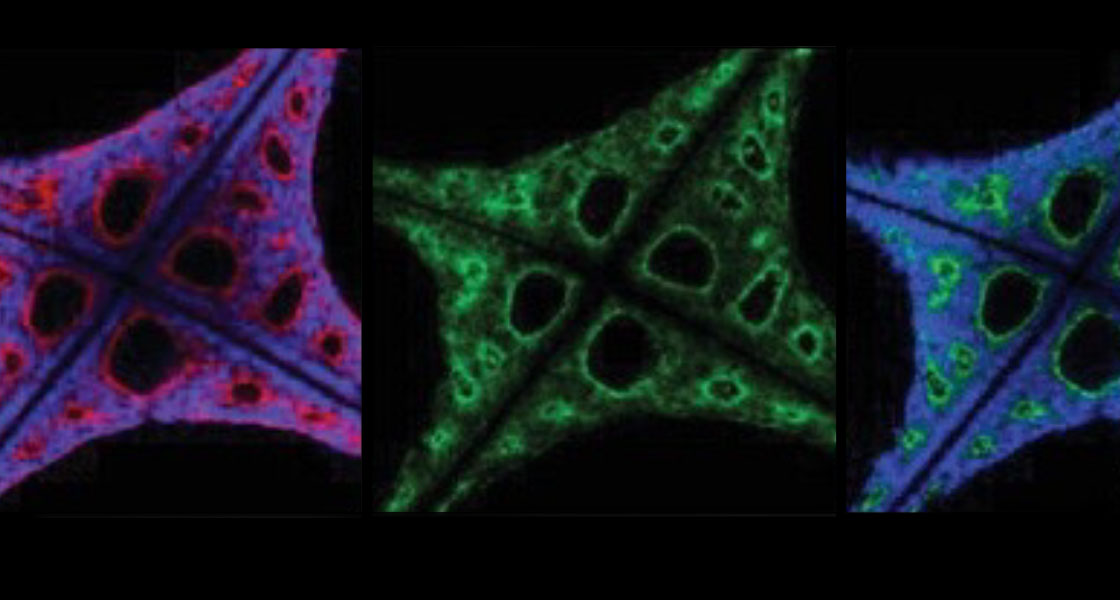 Organoid nanotechnologies