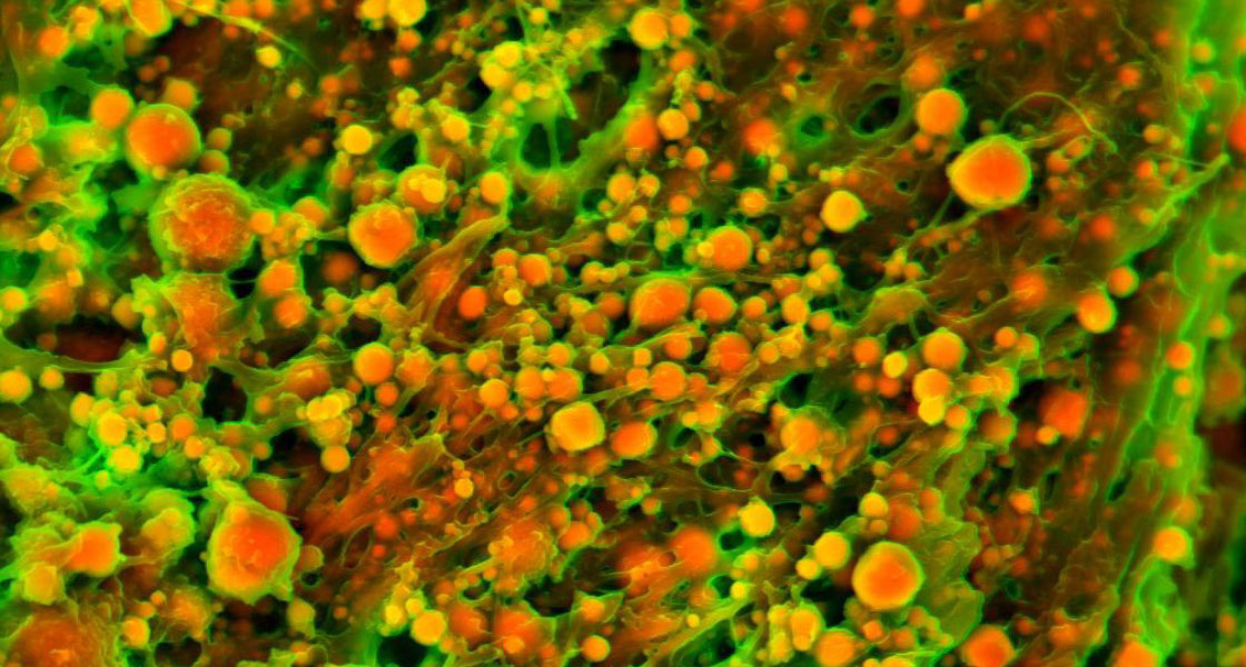 Tissue Nanoengineering