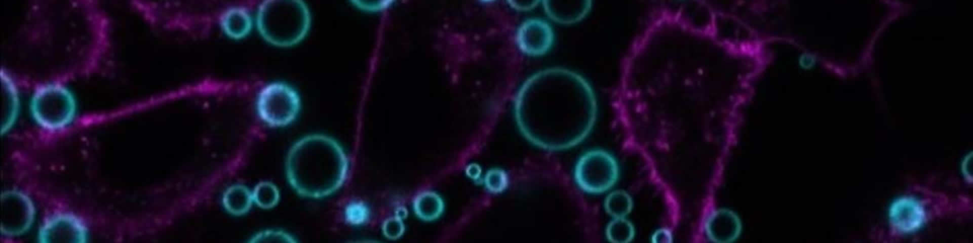 cell image
