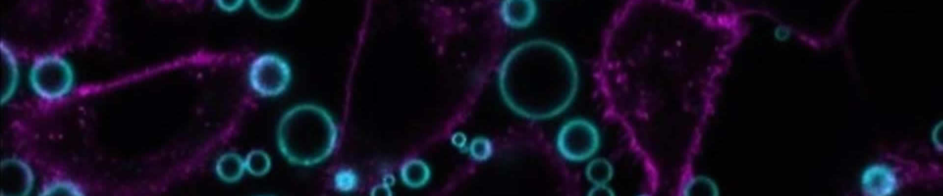 cell image